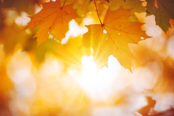 Transition Your Skincare: 5 Must-Know Tips for Autumn Radiance